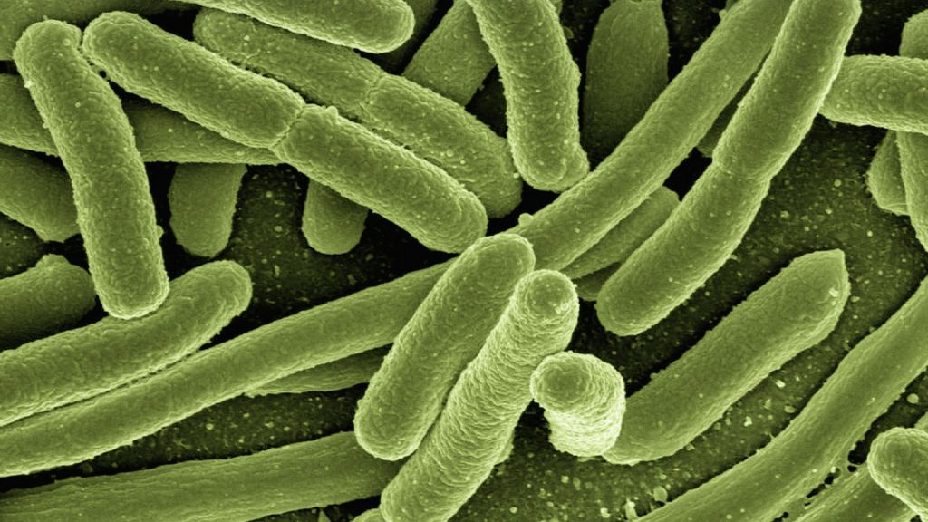 Bactéries escherichia coli